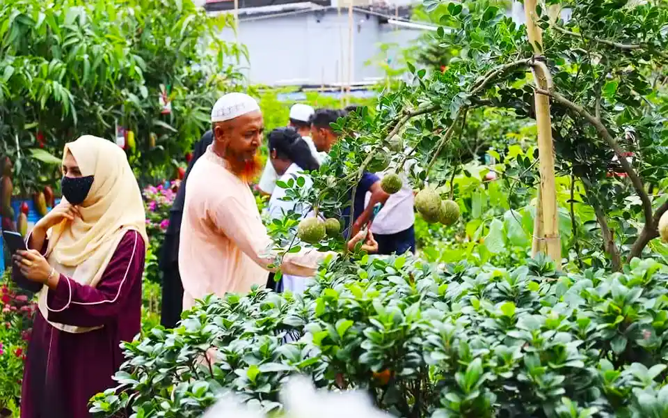 A tree fair has gathered in Comilla Town Hall grounds