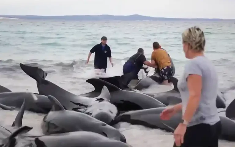 About 51 beached whales die in Australia