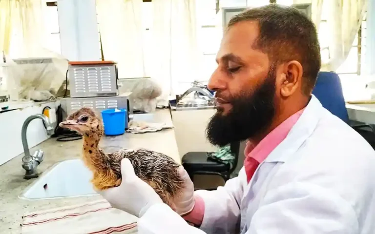 Baby ostrich eggs hatched in incubator