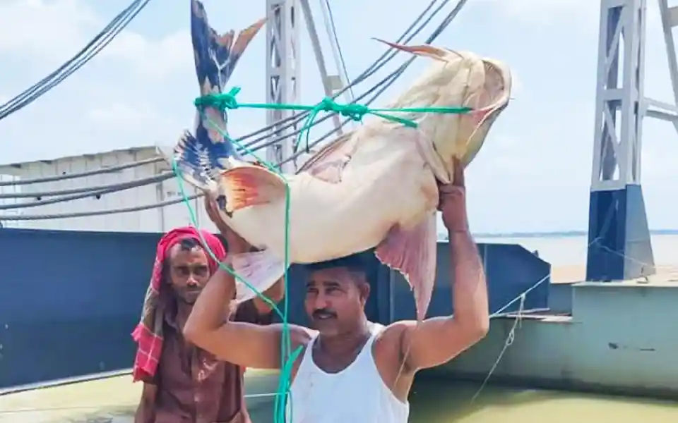 Baghair of 36 kg caught in Padma is sold for 47 thousand