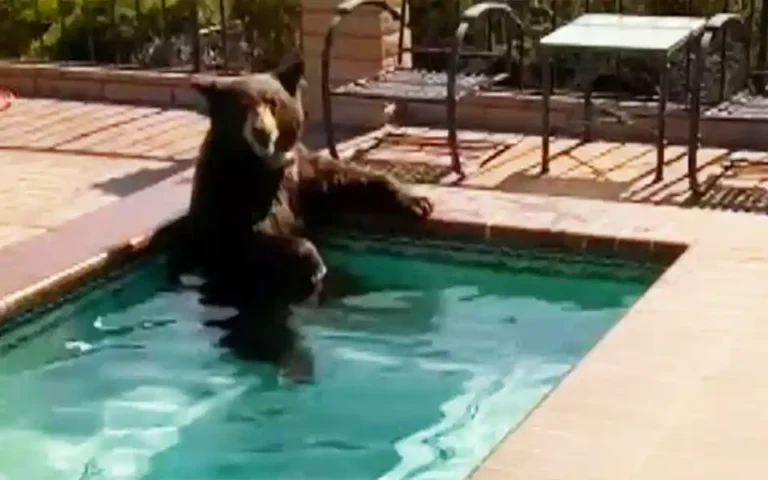 Bear in the swimming pool on top of the wall of the house to escape the heat