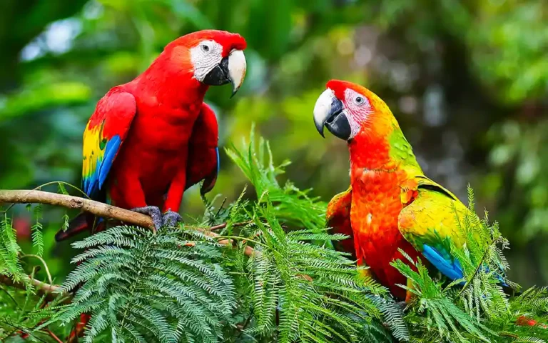 Birds are also involved in alienation, increasing divorce!