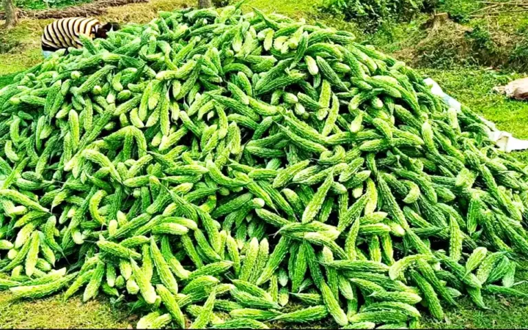 Bumper yield of bitter gourd in Comilla, selling for Tk 1000-1200 per maund