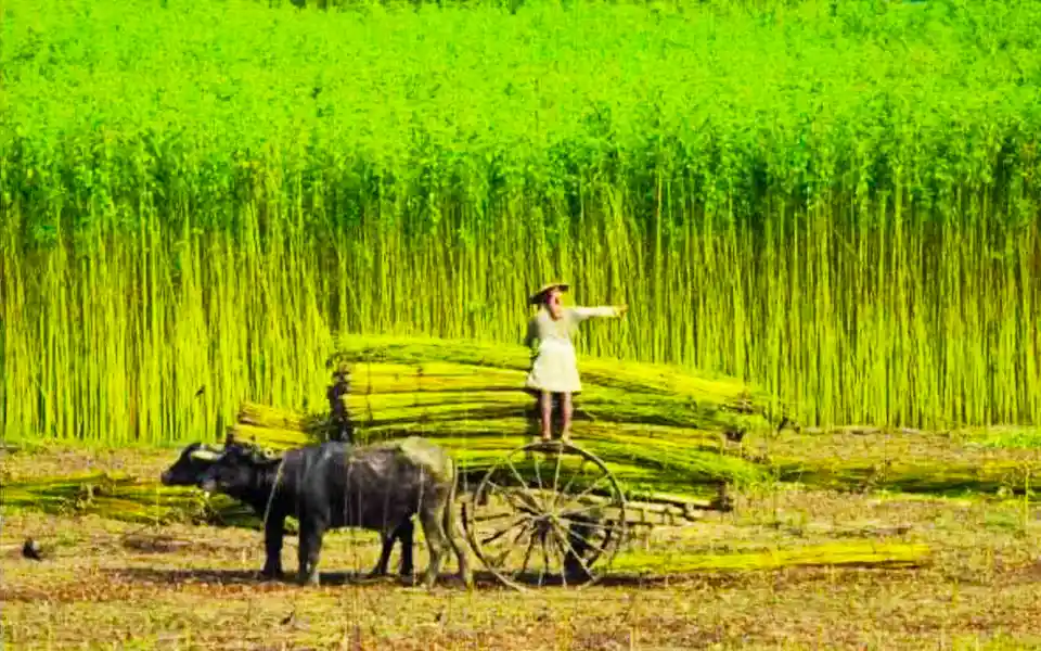Bumper yield of jute in Comilla, farmers demand fair price