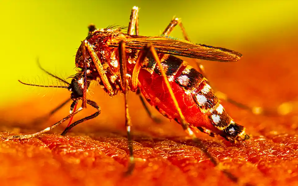 Dengue test will be available at 50 rupees in government hospitals