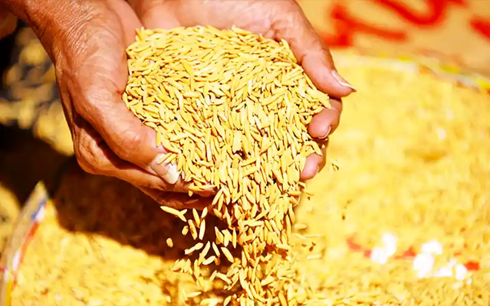 In Comilla, production exceeds food demand