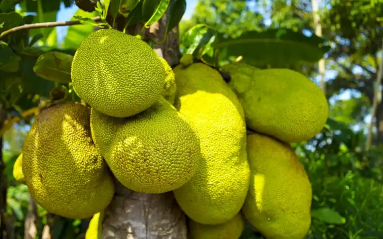 Jackfruit sales have accumulated in Comilla, garden owners are happy with the price
