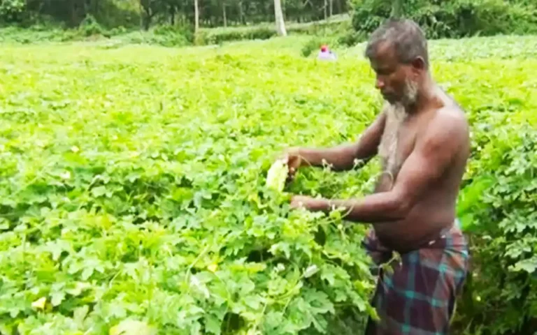 Locals' fortunes change in vegetable cultivation in Comilla's Lalmai hills