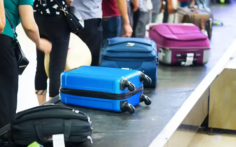 Passengers detained at airport with 73 snakes kept in luggage