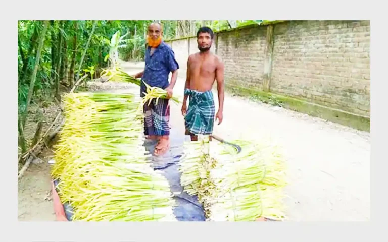 Revolution in Comilla Taro flower cultivation, interest of farmers is increasing