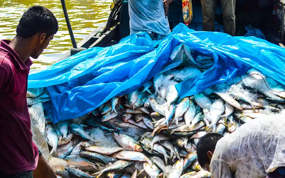 The 65-day ban is over, fishermen are going to the sea to catch hilsa