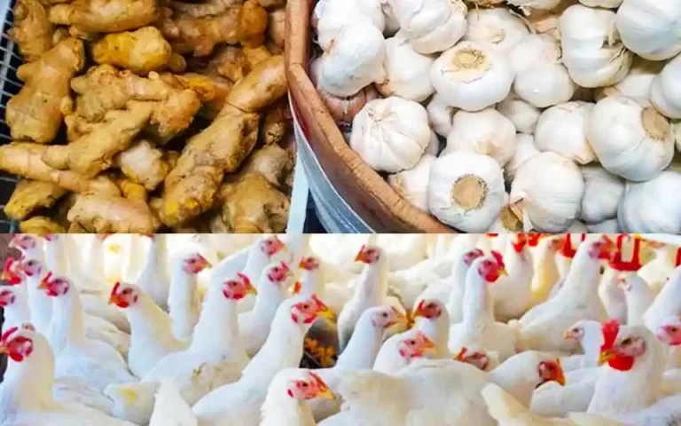 The price of ginger-garlic-chicken has decreased in the market, the price of vegetables has increased