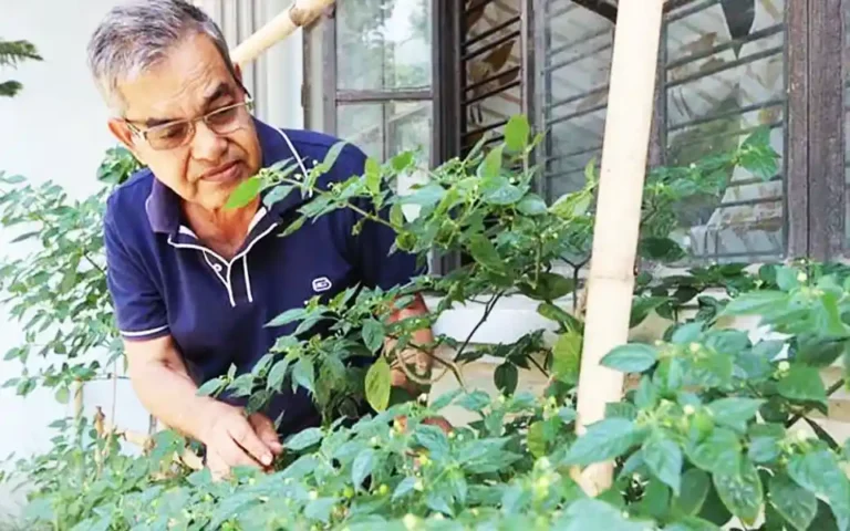 The world's 'most expensive' Chili plant in Comilla, 1 kg of pepper costs $26,000