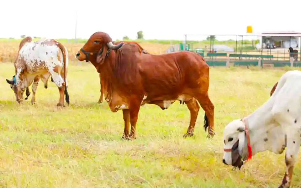 This year 1 crore 41 thousand 812 cattle were sacrificed on Eid-ul-Azha.