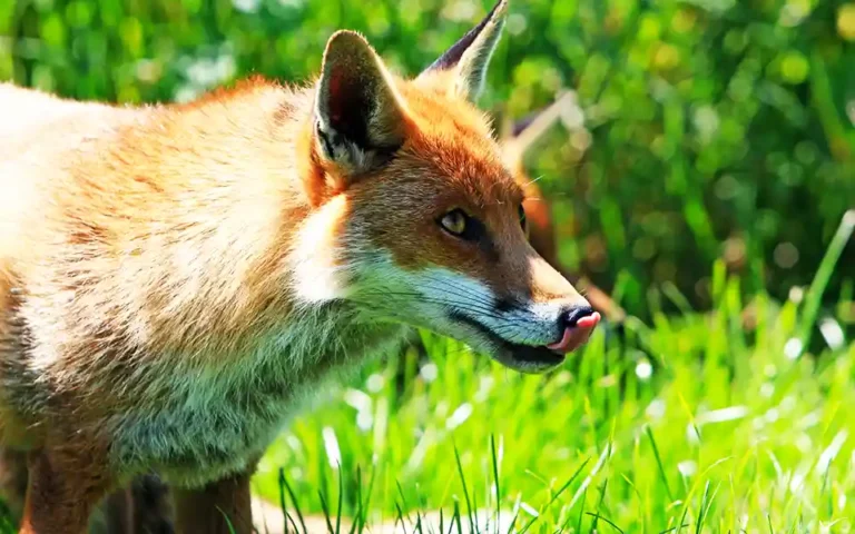 10 women and children injured in fox bite in Meghna of Comilla