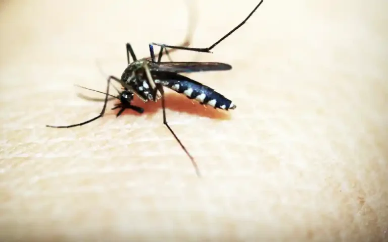 225 deaths due to dengue in this month, 7582 people admitted to hospital