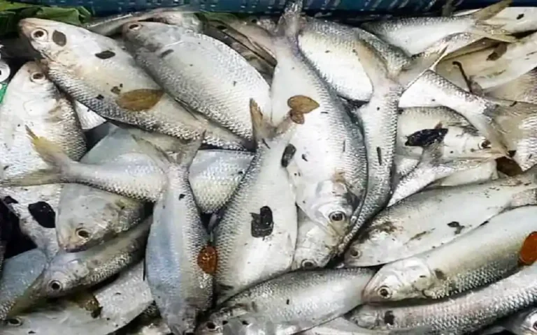 95 hilsa were found in the pond, there was a lot of excitement in the area
