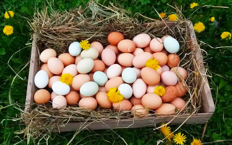 A dozen eggs are 180 taka in Bangladesh, 82 taka in Kolkata