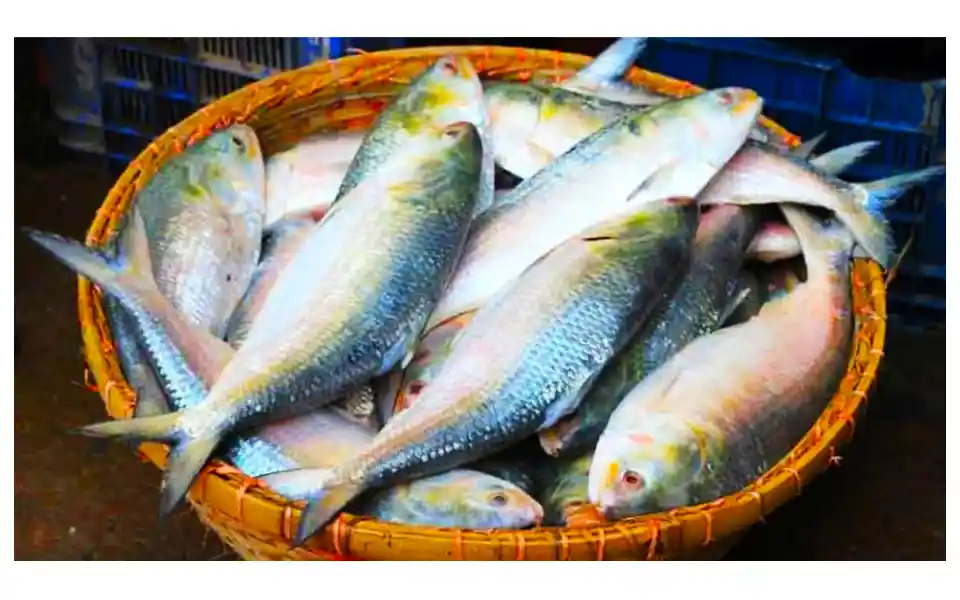 Fishermen are benefiting from the ban, silver hilsa is being caught in droves