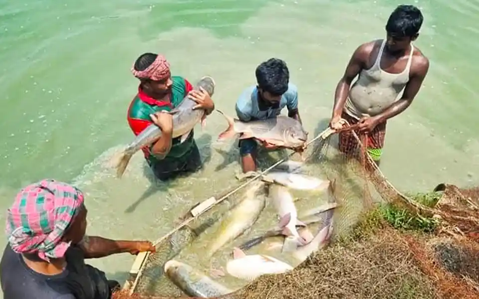 Natore's fishing grounds set a precedent for innovation