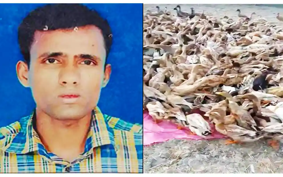 Nawab escaped with 800 ducks of the farm