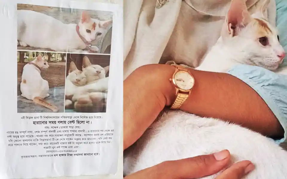 Notification of students across campus to find the cat, announcing a reward to the finder