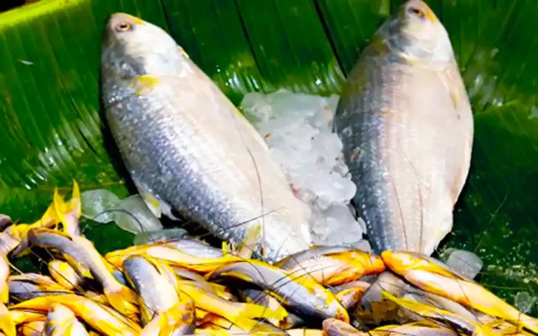 Nutritional value of hilsa fish