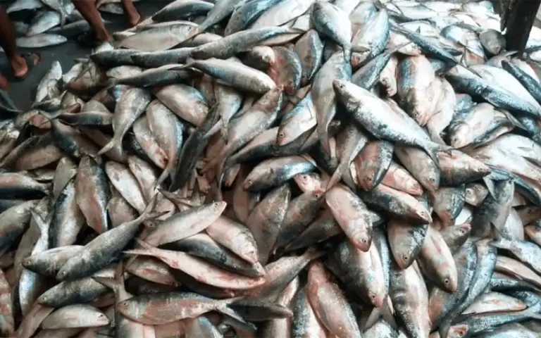 Pledged his wife's jewelry and went into the sea, got 54 lakh hilsa in one pull