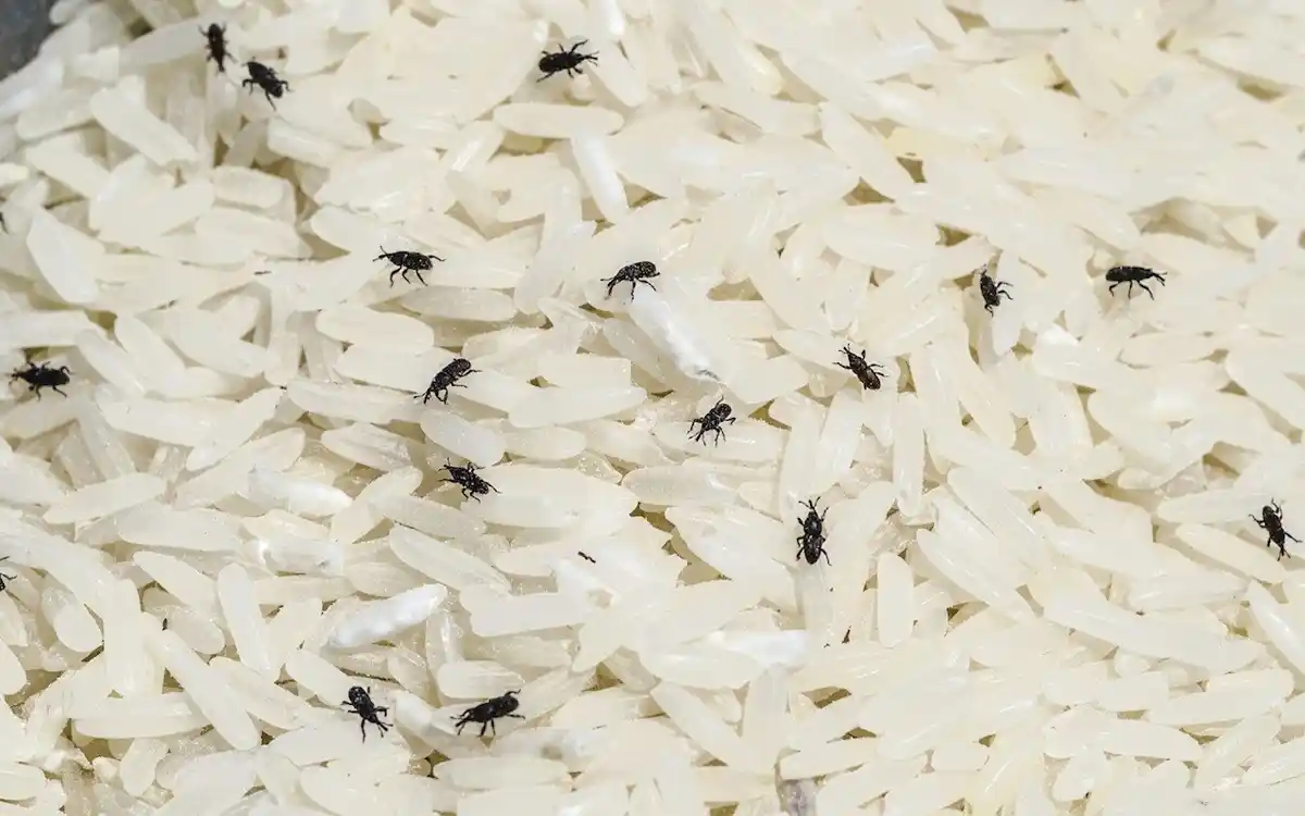 কীভাবে চালের পোকা থেকে মুক্তি পাবেন