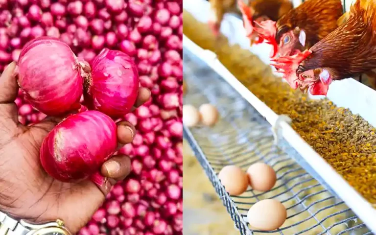 Record price of eggs, instability in the onion market