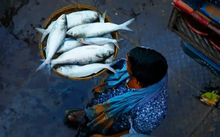 Revenue from the sale of hilsa has increased in Barguna