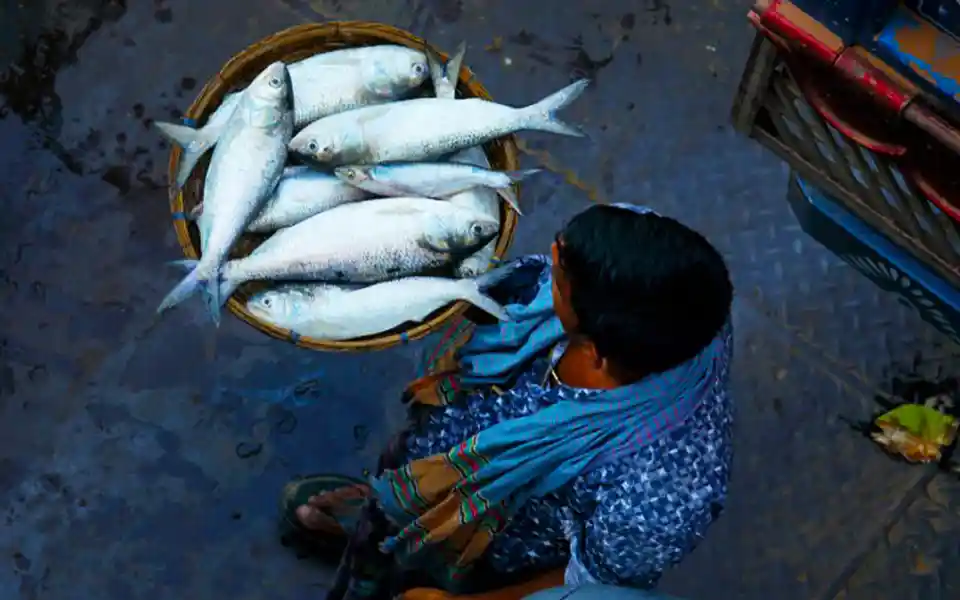 Revenue from the sale of hilsa has increased in Barguna