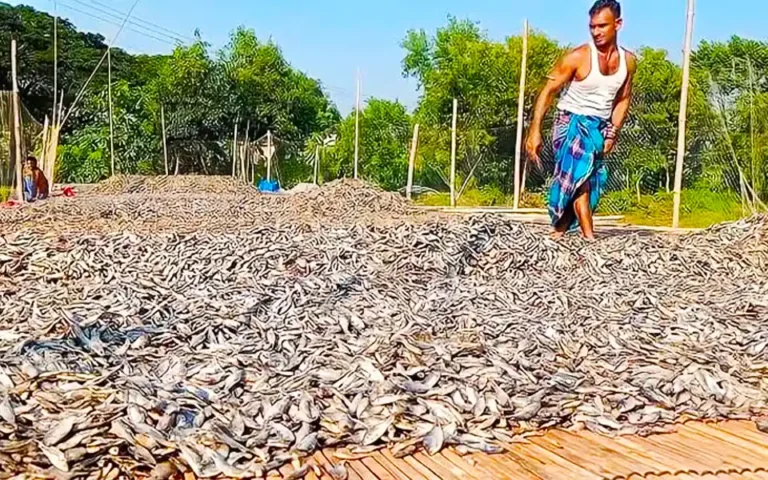 The value of Cumilla's Shidol Shutki has increased, it is being exported abroad