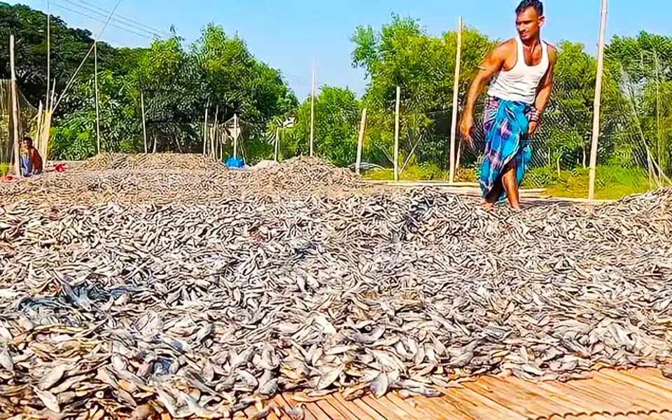 The value of Cumilla's Shidol Shutki has increased, it is being exported abroad