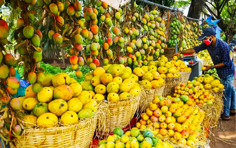 This year, 2,700 tons of mangoes were exported to 34 countries