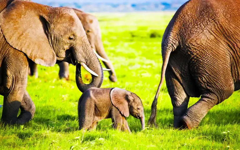 Today is World Elephant Day। ছবি: সংগৃহীত