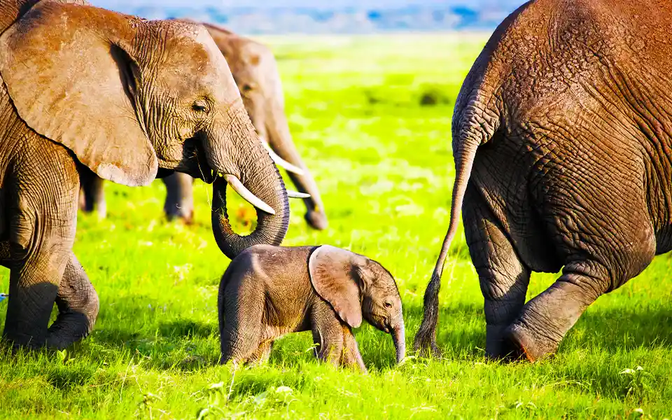 Today is World Elephant Day। ছবি: সংগৃহীত