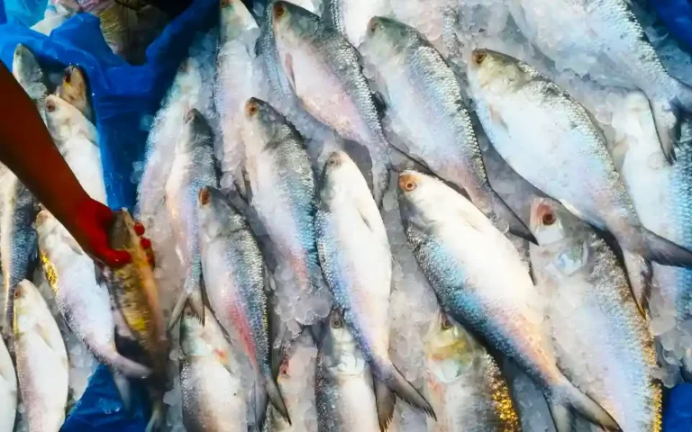 3225 kg of hilsa went to India on the occasion of Durga Puja