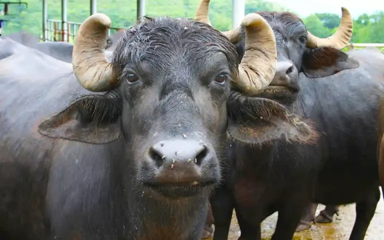 78-year-old man arrested in buffalo theft case after 58 years