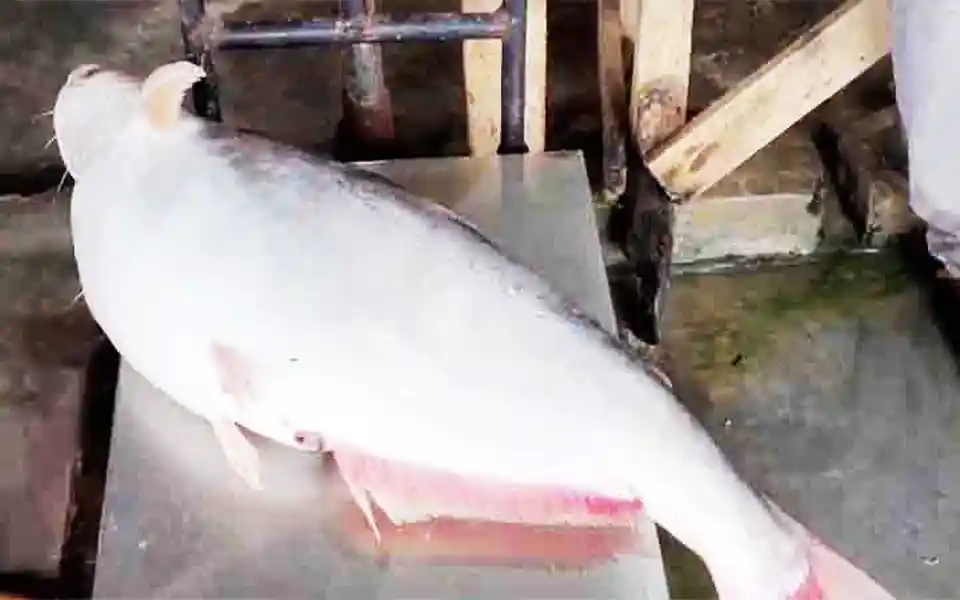 Bay of Bengal 10 kg pangasius Fish sold for 6 thousand taka