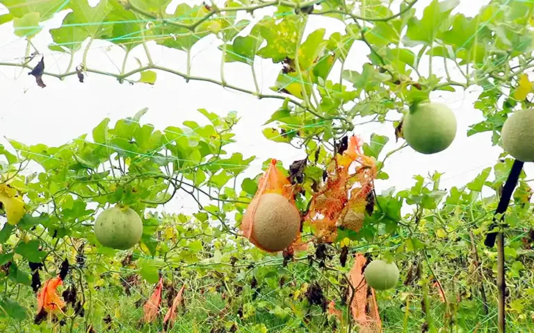 Cultivation in Comilla is the desert fruit sammam