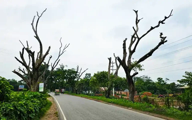 Dead trees on the Cumilla-Sylhet highway are like a death trap