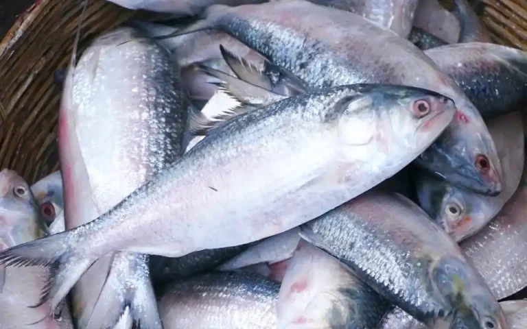 Hilsa prices are high even in full season, beyond the reach of the middle class