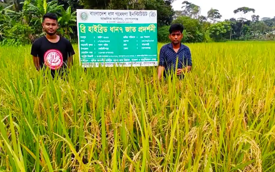 In Gopalganj-Bagerhat-Narail, farmers benefited from the cultivation of Bri hybrid rice-7