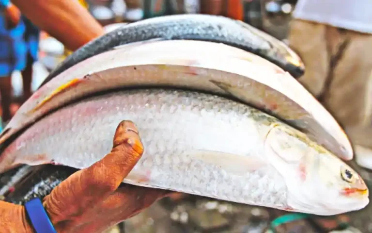 Initiative to take hilsa from Bangladesh to Kolkata before Durga Puja