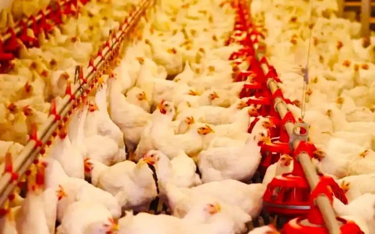 Loadshedding in Bandarban, death of 3000 thousand broiler chickens in summer