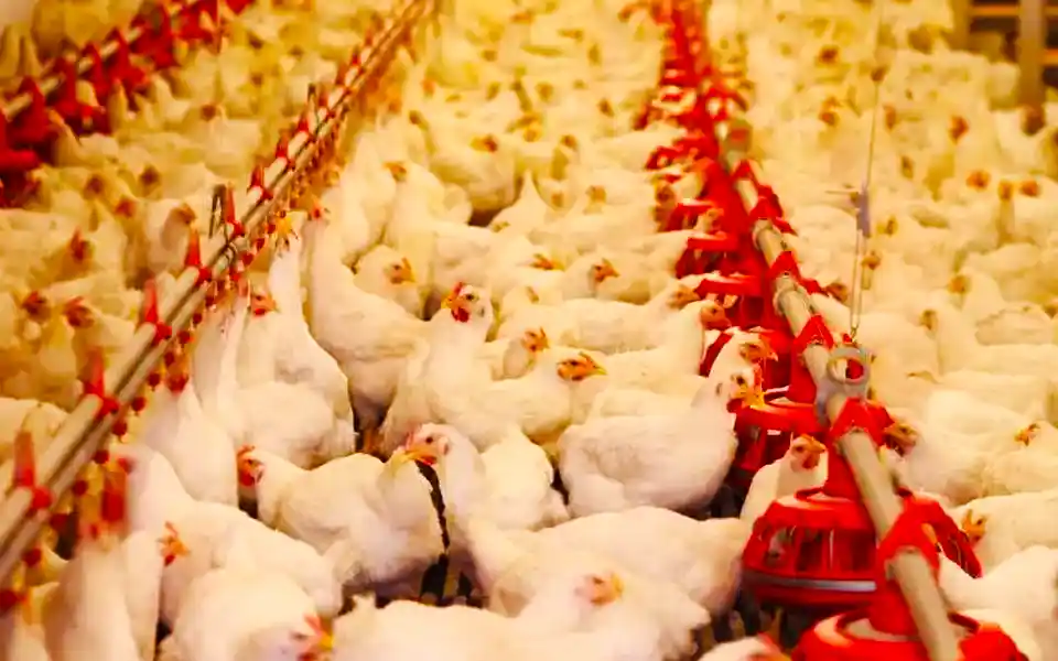 Loadshedding in Bandarban, death of 3000 thousand broiler chickens in summer