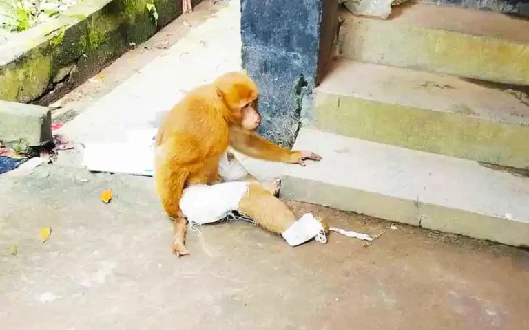 The sick monkey came to the hospital for 3 consecutive days and treated himself