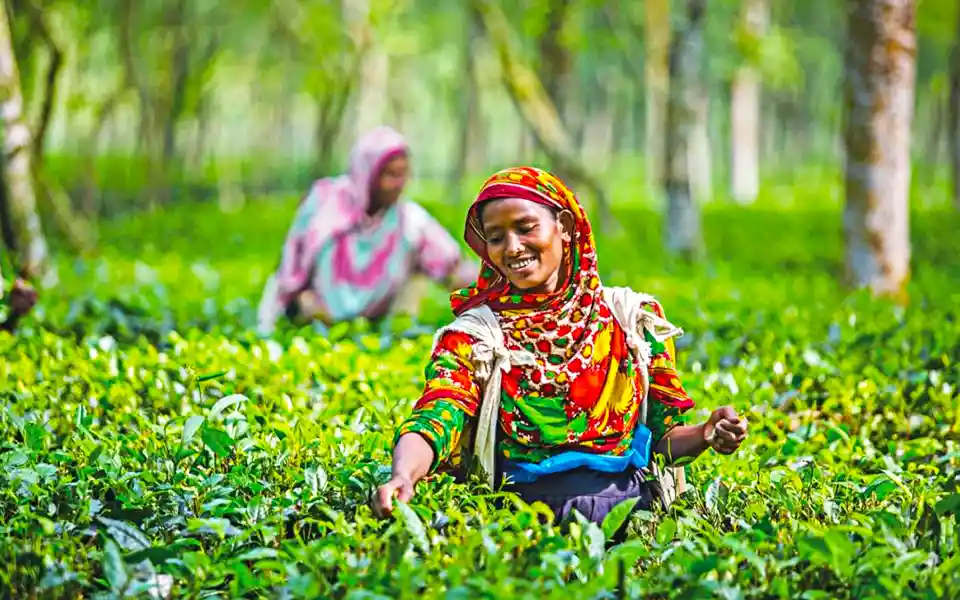 The third tea auction market is starting today in Panchagarh