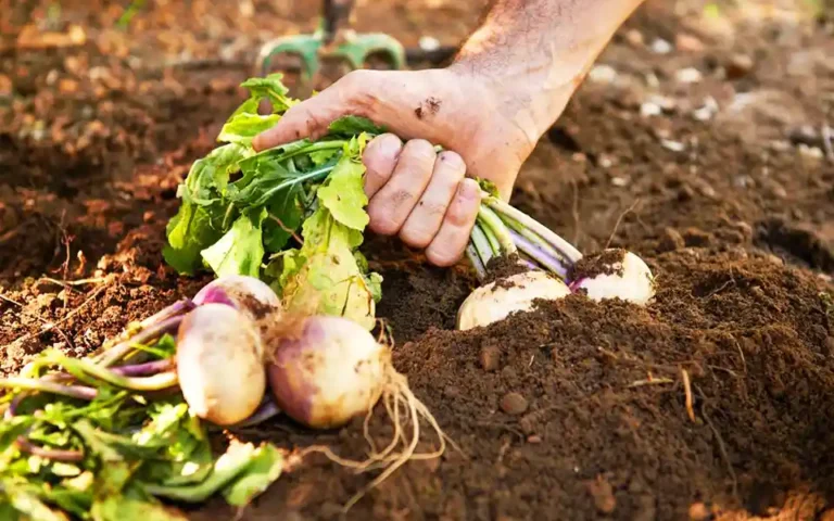 Why should you eat turnips?